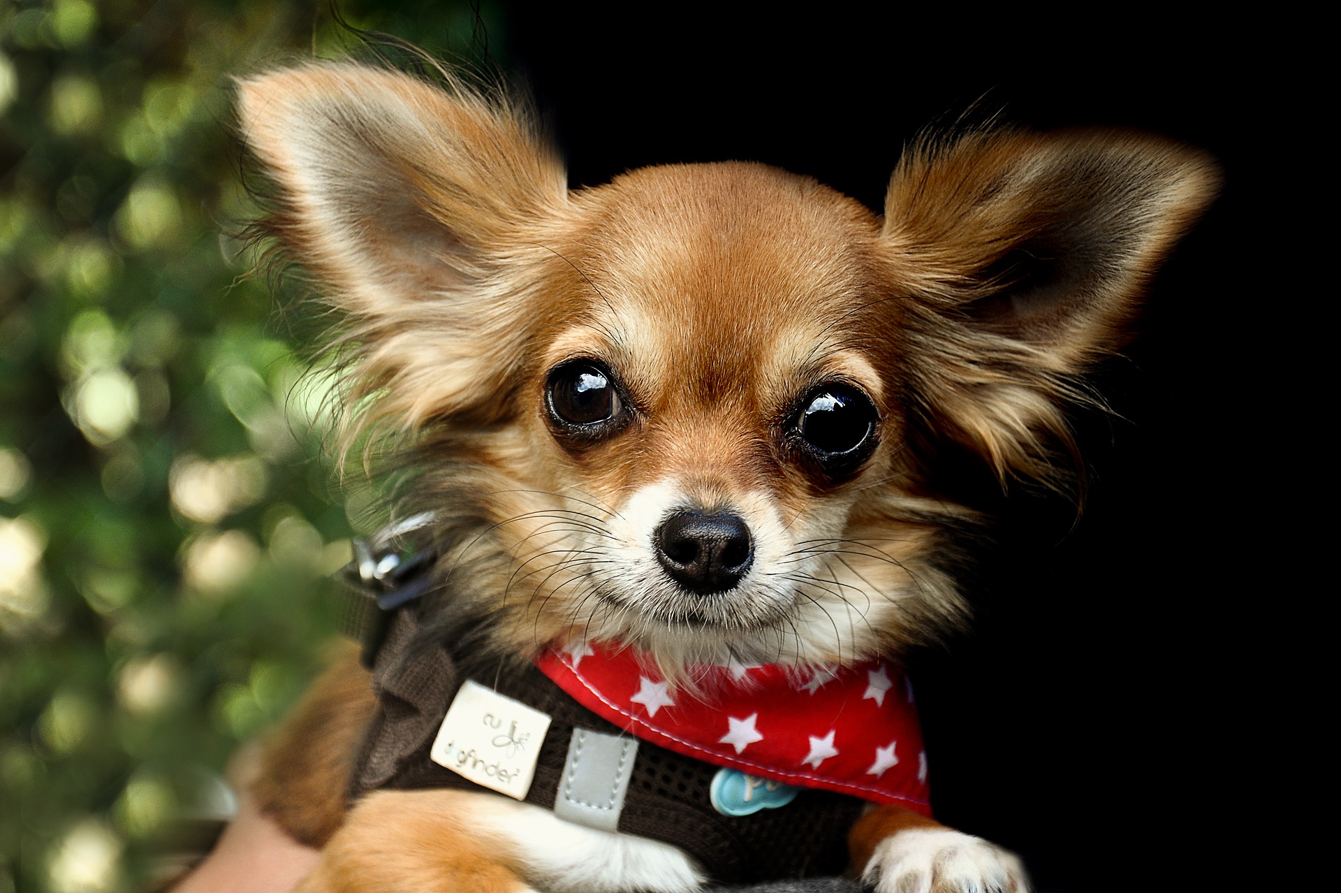 tissu au mètre vêtements canins