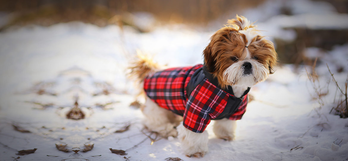 tissu-au-mètre-vêtements-chien